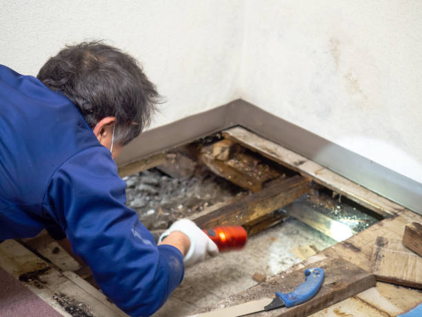 Best Local Mold Removal Service  in Inverness, CA