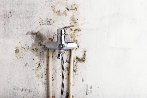 Best Mold Removal Process  in Inverness, CA