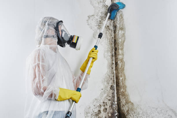 Certified Mold Removal in Inverness, CA