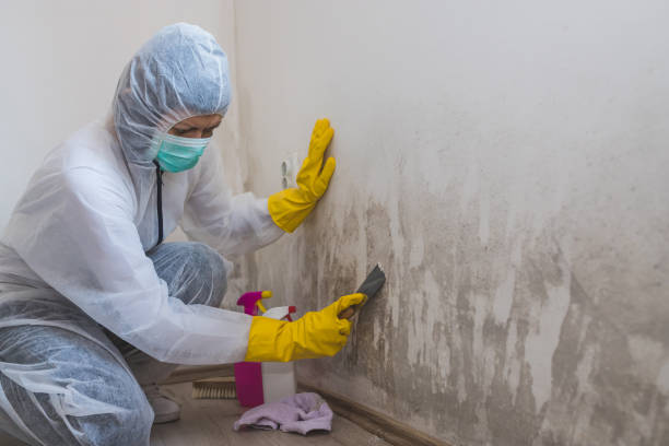 Best Attic Mold Removal  in Inverness, CA