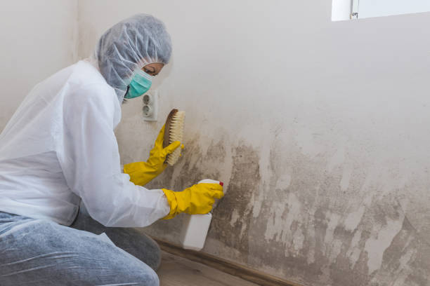Best Toxic Mold Removal  in Inverness, CA