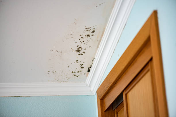 Best Professional Mold Removal  in Inverness, CA