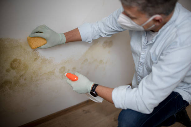 Best Home Mold Removal  in Inverness, CA