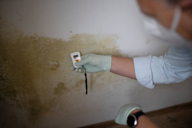 Best Fast Mold Removal  in Inverness, CA