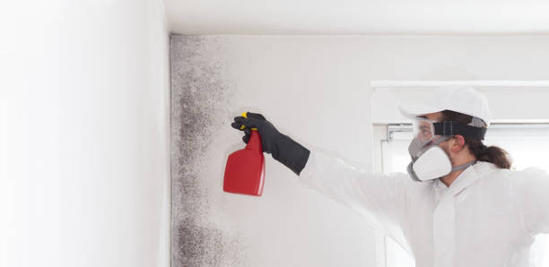 Professional Mold Removal in Inverness, CA