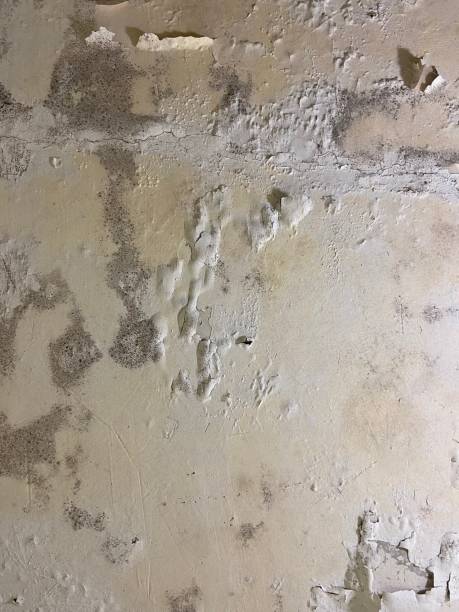 Best Office Mold Removal Services  in Inverness, CA