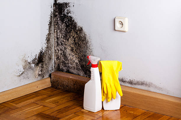 Best Certified Mold Removal  in Inverness, CA