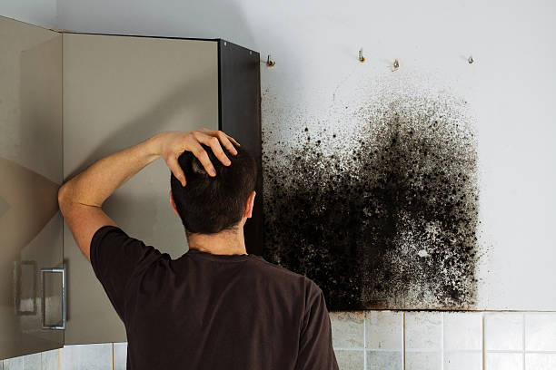 Best Mold Damage Repair  in Inverness, CA