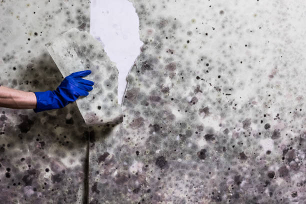 Best Same-Day Mold Removal  in Inverness, CA