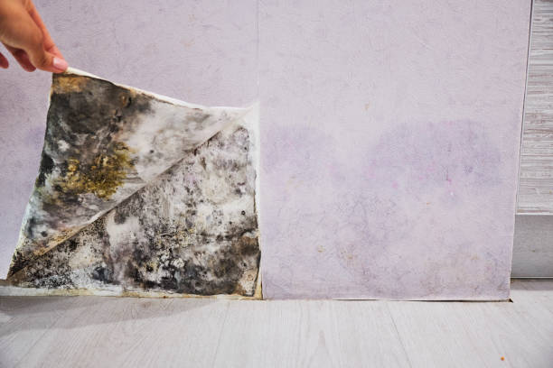 Best Home Mold Removal  in Inverness, CA